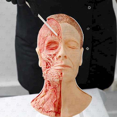 Анатомия лица. Строение, физиология, типы кожи. Теории старения кожи - дистанционное обучение Анатомия лица. Строение, физиология, типы кожи. Теории старения кожи - дистанционное обучение