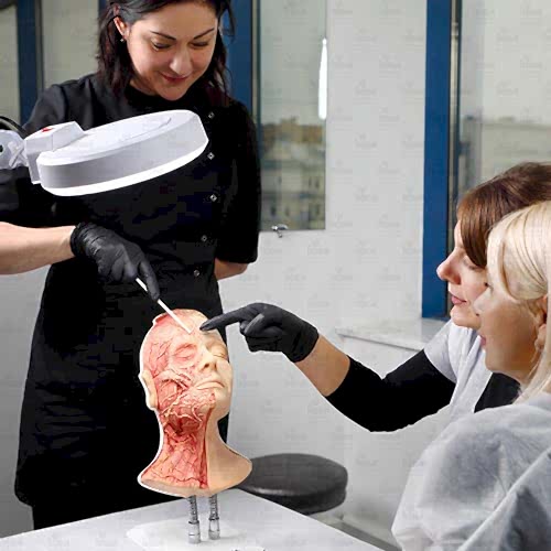 Анатомия опасных зон в инъекционной косметологии: профилактика и терапия осложнений Анатомия опасных зон в инъекционной косметологии: профилактика и терапия осложнений